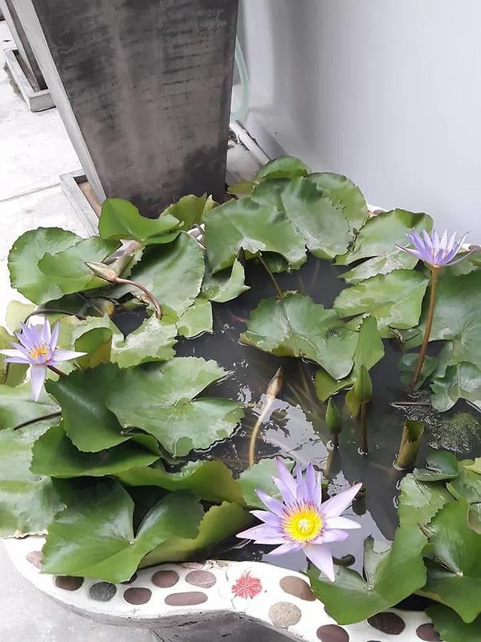 Kim Lung Airport Hotel Nai Yang
